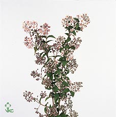 Deutzia Mont Rose 120cm