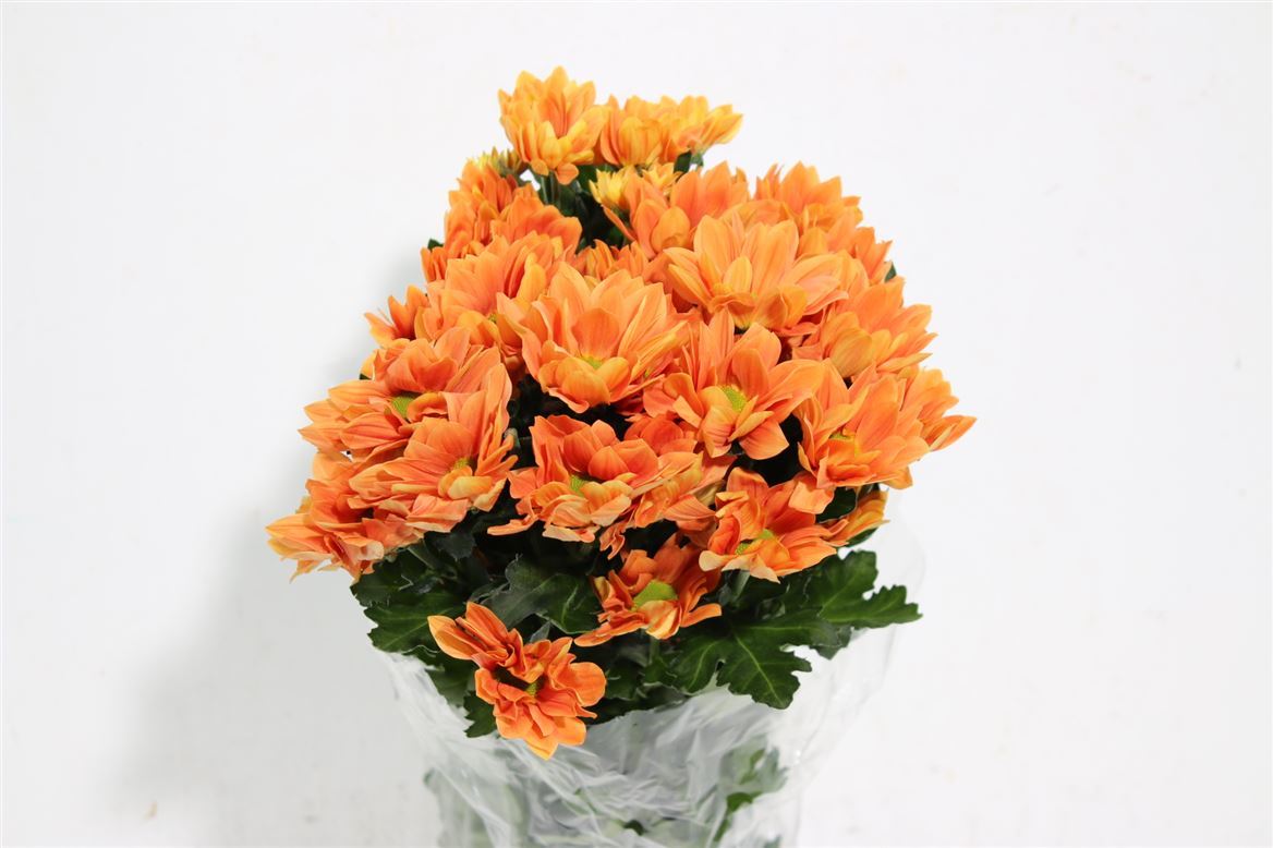 Chrysnth Spry Grand Orange 70cm