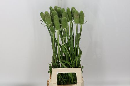 Dipsacus 140cm