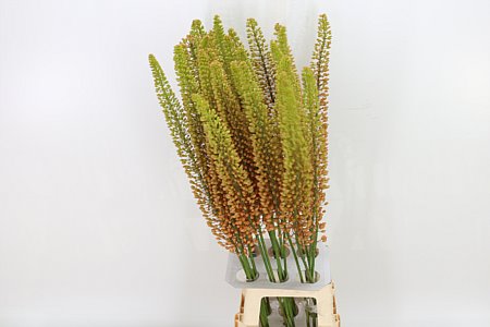 Eremurus Emmy Ro 100cm