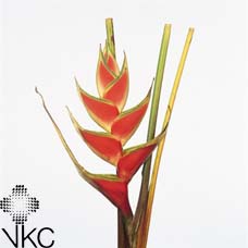 Heliconia Tropical Red 100cm