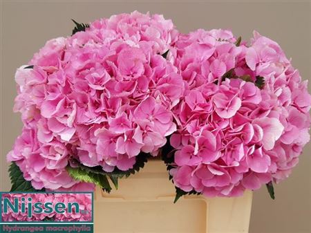 Hydrangea M Elbtal Pink 65cm