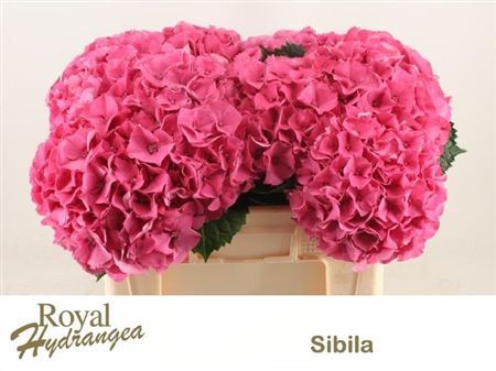 Hydrangea M Sibilla Rd 50cm 50cm