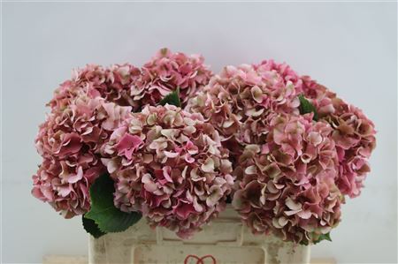 Hydrangea M Sibilla Classic 50cm