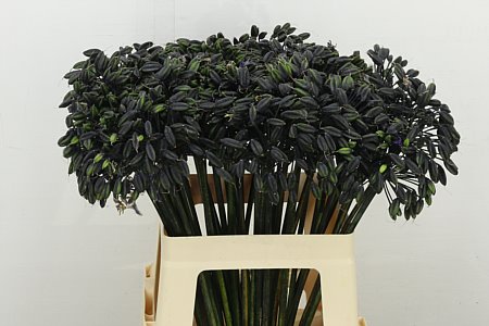 Agapanthus Ov Zaad 60cm