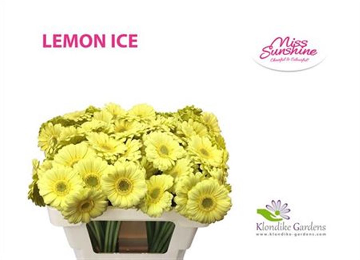 Germini Lemon Ice Diamond 50cm