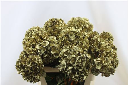 Hydrangea M Paint Gold 75-21cm