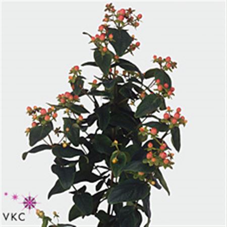 Hypericum Mag Sweet Romance 60cm