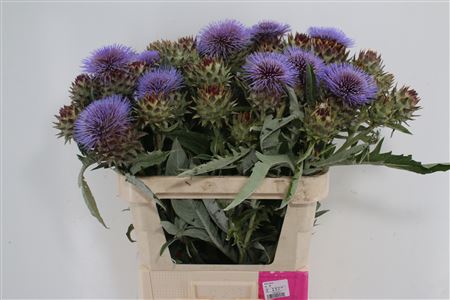 Cynara Cardunculus 65cm