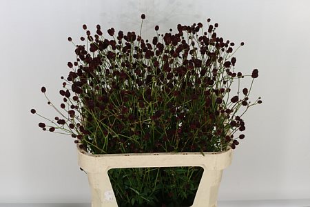 Sang Officinalis New White 80cm