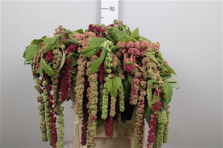 Amaranthus Ca Mira 65cm