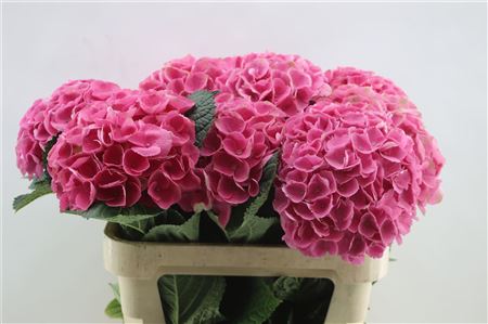 Hydrangea M Opal 60cm