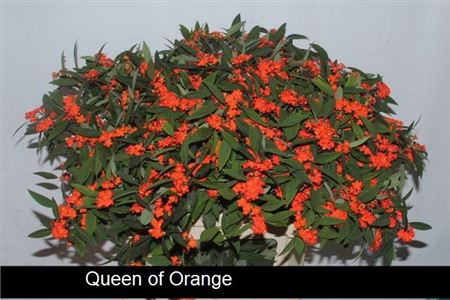 Euphorbia Fulgens T Queen Orang 75cm