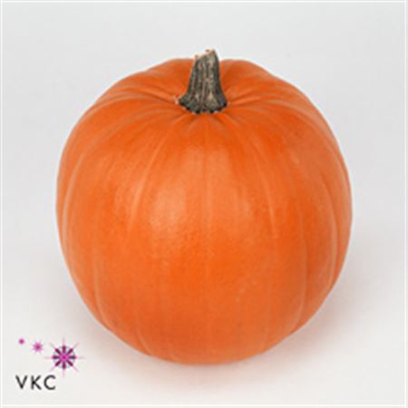 Cucurbita (Gourd) M Maxima Halloween