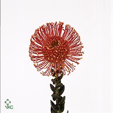 Leucospermum Vlam 40cm