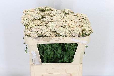 Achillea M Marieke 65cm