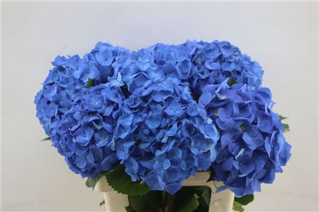 Hydrangea M Bela Blue 60cm 60cm