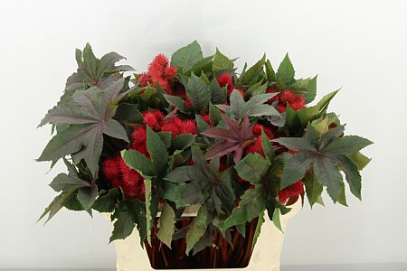 Ricinus Com Impala 70cm