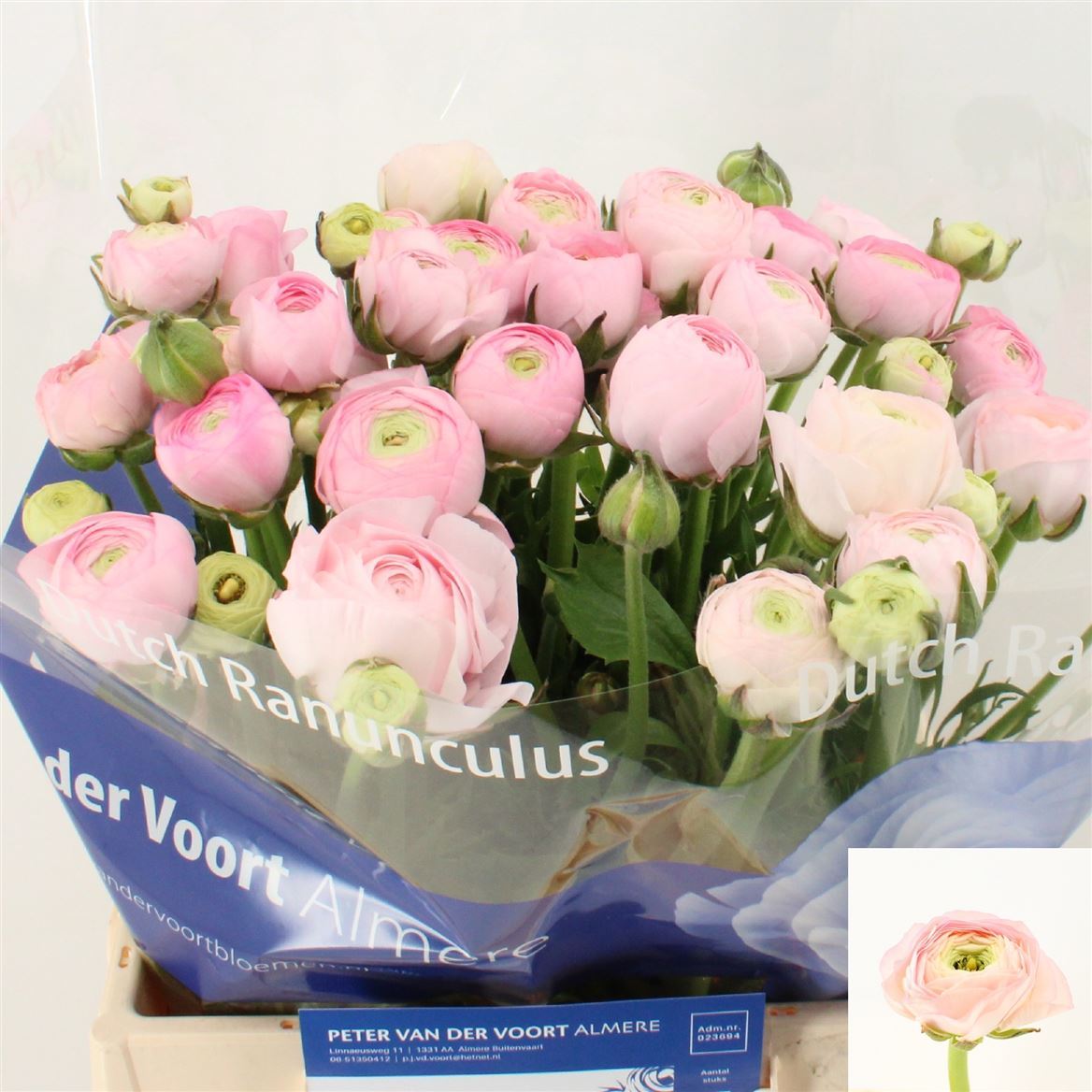 Ranunculus Pink Ecu 45cm