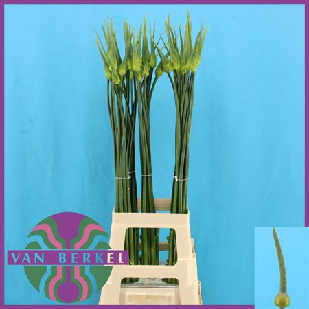 Allium Cepa Judith White 90cm