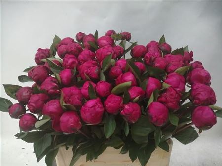 Peony L Red Sarah Ber 55cm