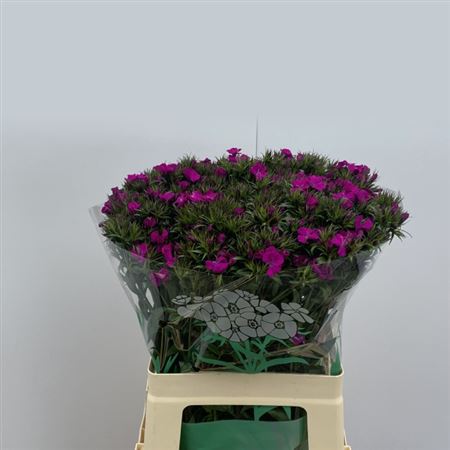 Sweet William Am Neon Purp 60cm