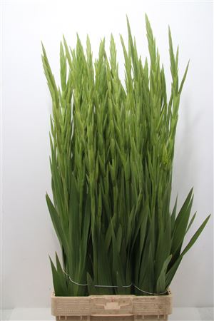 Gladioli Gr Green