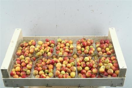 Malus / Crab Apple Red S Bakjes