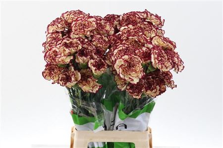 Carnation Single Viana 70cm