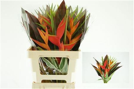 Heliconia Boeket 60cm