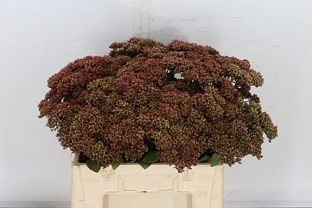 Sedum Matrona 55cm