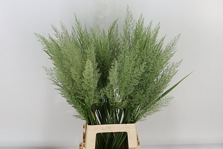 Siergrass Calamagrostis Brachy 90cm