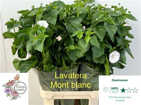 Lavatera Ov 100cm