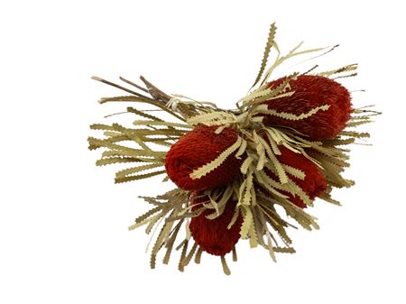 Banksia Prionote Red Dry 50cm