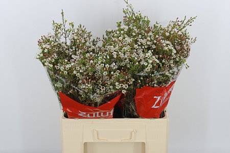 Chamelaucium (Waxflower) Un Maya 55cm