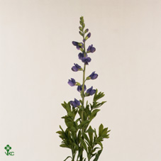 Baptisia Australis 80cm