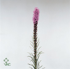 Liatris Callilepis 70cm