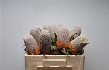 Banksia Prionotis 50cm