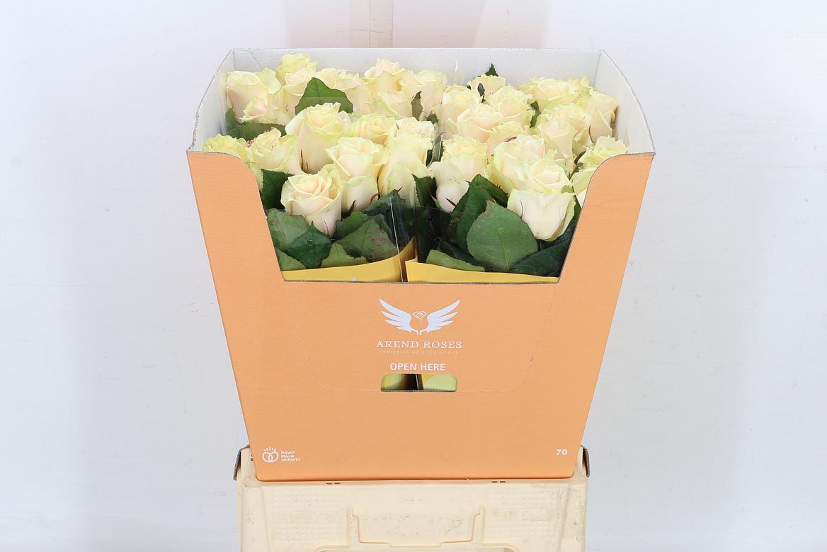 Rose Talea 50cm