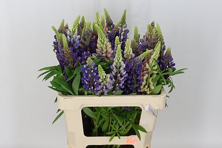 Lupinus 60cm