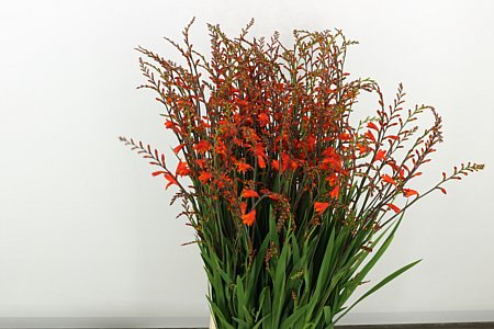 Crocosmia Red King 70cm