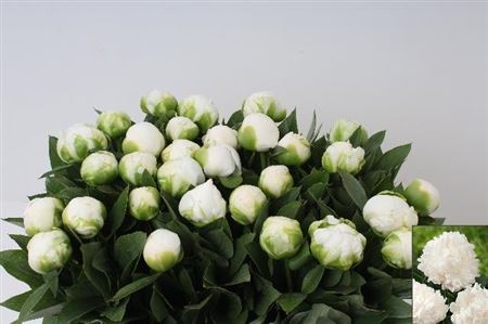 Peony L Mme Cl Tain 55cm