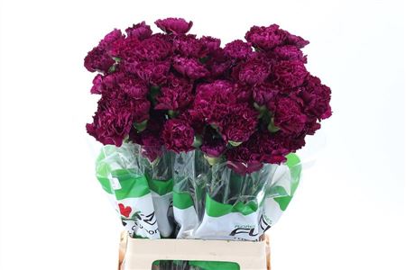 Carnation Single Golem Purple 70cm