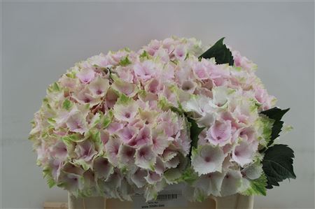 Hydrangea M Mag Emerald 80cm