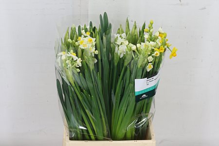 Narcissus Ov Mixed 45cm