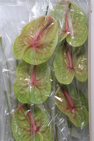 Anthurium Verino X10 10cm