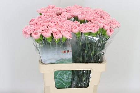 Carnation Single Pink Montezuma 60cm