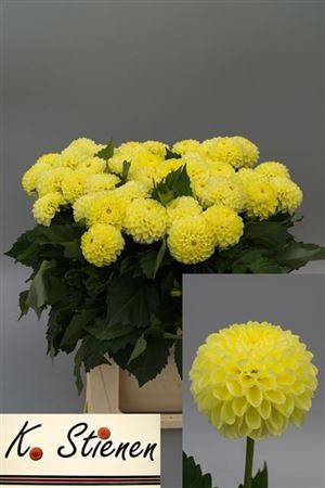 Dahlia Pom Yellow 50cm