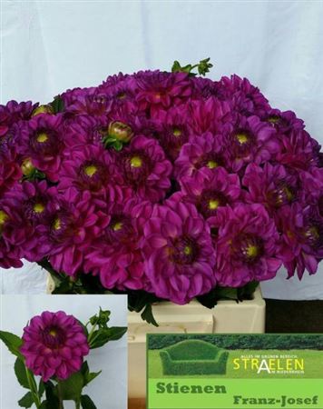 Dahlia Pom Purple 50cm