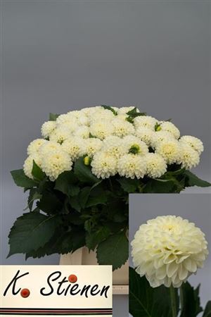 Dahlia Pom White 50cm